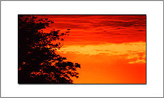 photo "Burning tree"