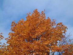 фото "Tree in the sky..."