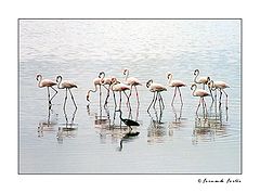 photo "All Differents, All Equals"