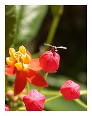 фото ""Flower""