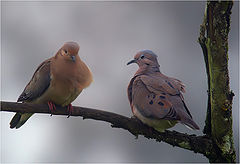 фото "Eared Doves"