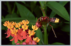 photo "Brake and hang!"