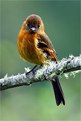 фото "Cinnamon Flycatcher"