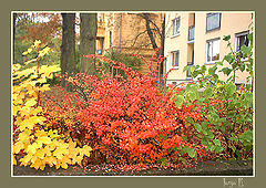 photo "Three colors of an autumn"
