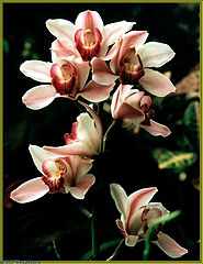 photo "Orchi"