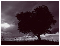 photo "A Tree (at sunset)"
