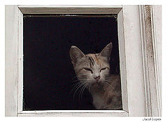 photo "cat`s curiosity"