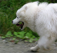 photo "The run"