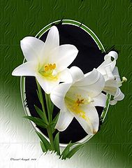 photo "White Flowers"