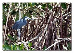 фото "Blue Heron"