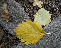 photo "time of autumn"