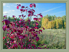 photo "Paints of an autumn"