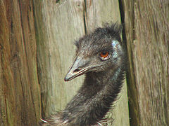 фото "Emu, a big bird from down under"