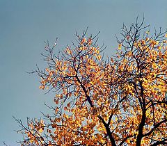 фото "Осенний этюд (1)"
