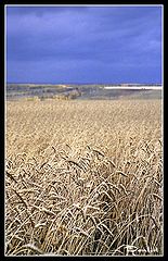 photo "Before thunderstorm (copy 2)"