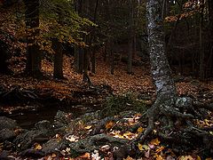 фото "Лес N6"