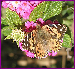 фото "Vanessa cardui"