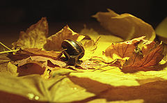 photo "snail in autumn"