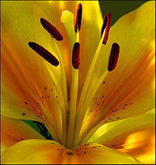 фото "We`ve Got A Secret...."