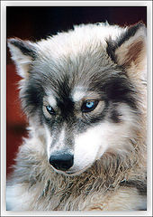 фото "PURE HUSKY"