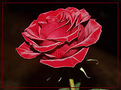 photo "About love..."