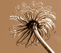 photo "Faded Clematis"