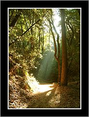 photo "Sunburst"