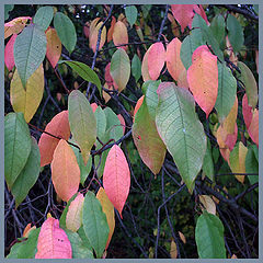 фото "color leafs"