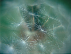 photo "***"
