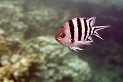 photo "Impudent fish"