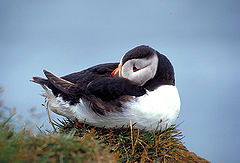 фото "Sleepy Puffin"