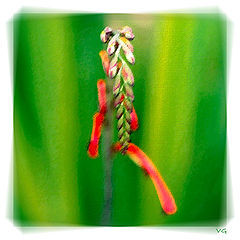 photo "Antipodean Spring"