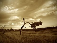 фото "Skyland Meadows"