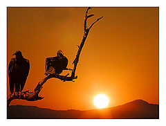 photo "The vultures"