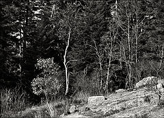 photo "elevation"