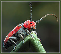 photo "Milkweed Beetle"