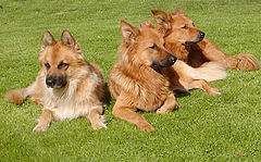 photo "My 3 dogs"