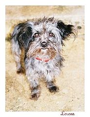 photo "Little dog"