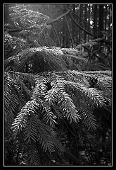 album "Russian North"