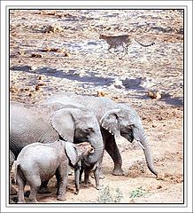фото "On the savanne"