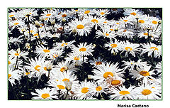 фото "Walk among flowers"