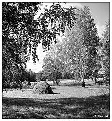 photo "Nostalgia on summer"