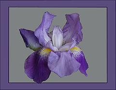 photo "Iris"