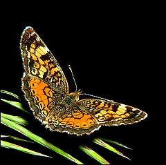 фото "Butterfly on Black"