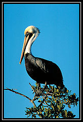 фото "Brown Pelican"
