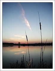 photo "Cane"