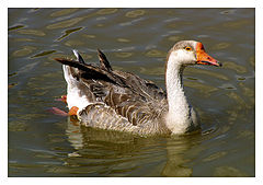 photo "the duck"