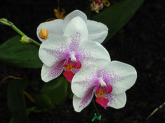 фото "Orchid"
