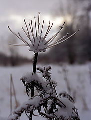 фото "Цветок зимы"