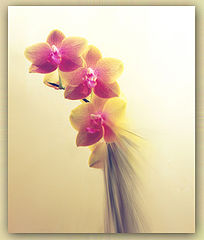 фото "Орхидеи"